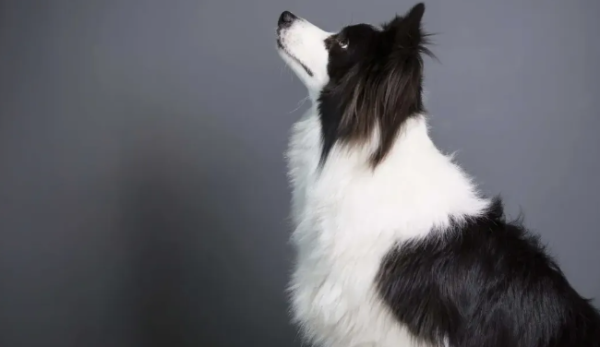 Do you know which kind of dog it is the smartest dog in the world?