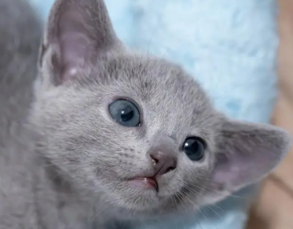 What breeds are there in cats? What do you know