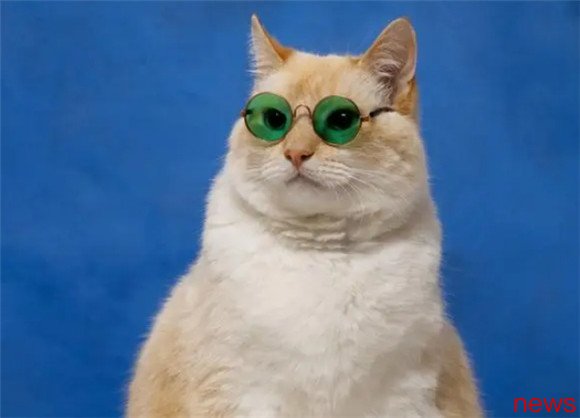 See different ways to judge whether a pet cat is too fat