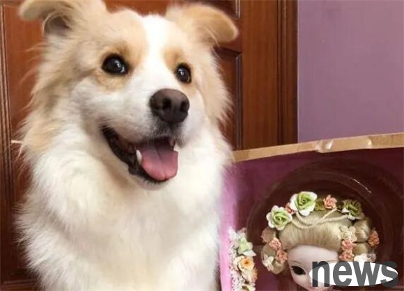 Revealing the top 15 dog IQs, how many can you recognize?
