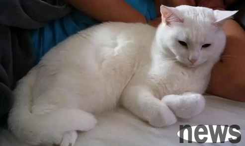 If you want to regulate the health of dogs and cats, nutrition management is very important