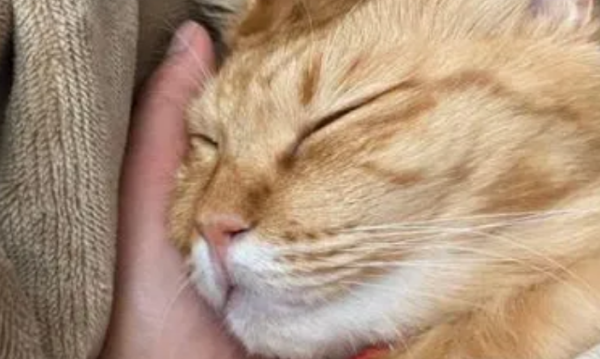 4 disadvantages of sleeping with a cat, especially the third one, you may not be able to bear it!