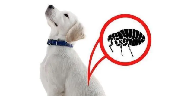 Whether a dog has parasites depends mainly on where and how do you view it?