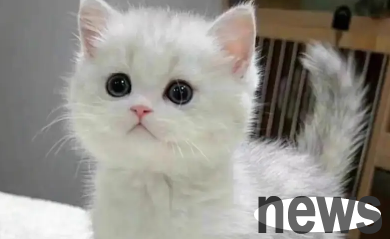 What are the problems and risks of stray cats straying again