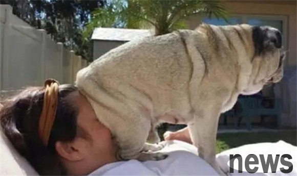 Veterinarian reminds: When raising dogs, have you made these 6 