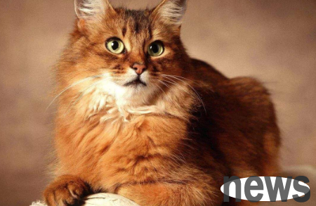 What are the cold knowledge that you must know when raising a cat?