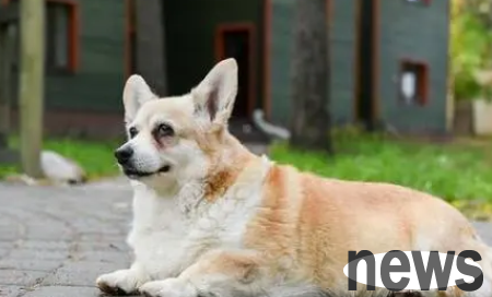 The sudden barking of dogs may be related to these reasons!
