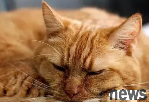 Must-read precautions for elderly cat care!