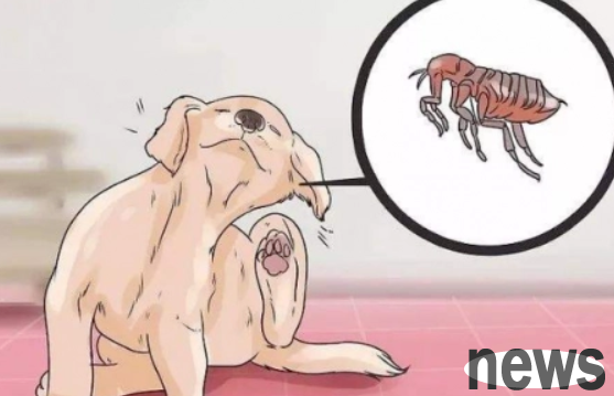 How many days can a dog take a bath if it is dewormed? Do you know 5 things to pay attention to before and after dogs deworm?