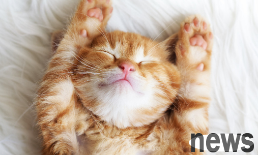 You want to tell you these things when the cat urges his head!