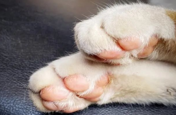 Can t tell the cat s scratches? Come and learn these three tricks!
