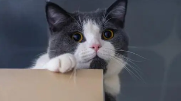 The cat is not acting cute when 
