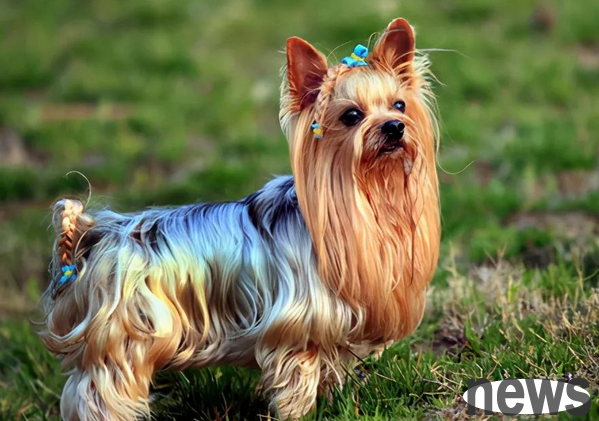 The 7 types of dogs with the 