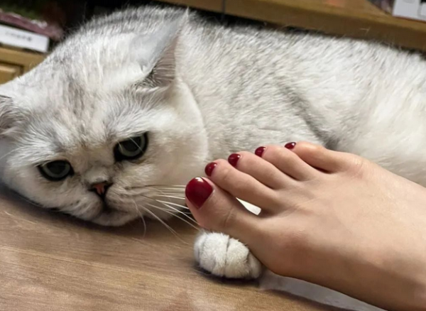 After raising a cat for a long time, I realized that it 