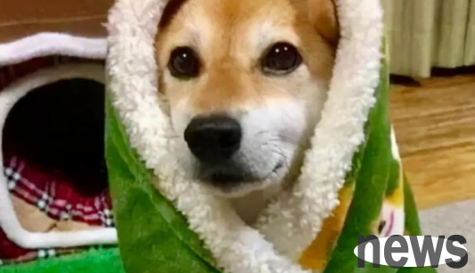 Break the misunderstanding! Not all dogs can cope with the cold winter. Do your dogs need to keep warm?