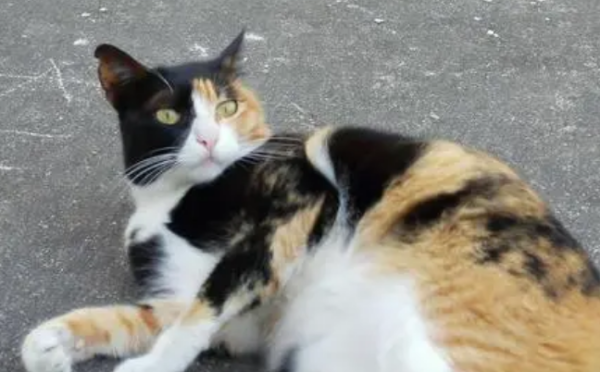 What kind of breed is the Sanmao cat? Why not take a look
