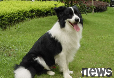 How to pick dogs in the dog market? It is best to accompany people who know how to do things