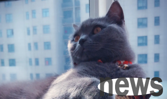 What should I do if the female cat has no milk?