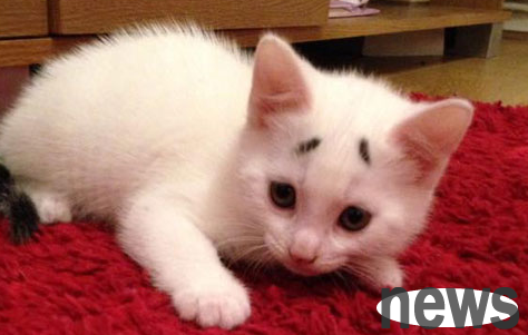 How to solve the problem of cat stinky butt?