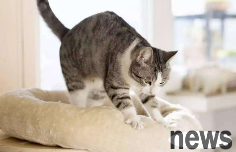 What to do if the cat is angry and warned?