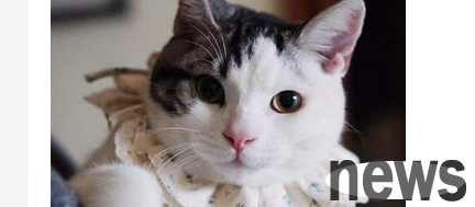 What should I do if I don’t have money to sterilize a female cat? What methods does a female cat replace sterilization?
