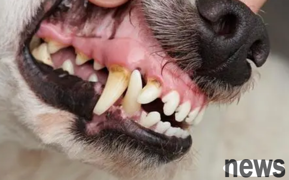 What should I do if my 6-year-old dog has a loss of front teeth?