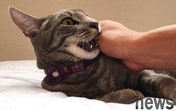 What should I do if a cat often bites people?