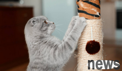 What s wrong with cats grinding their claws?