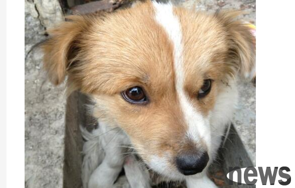 What should I do if my little dog s legs are crushed by a car? What to do if your hind legs are swollen?