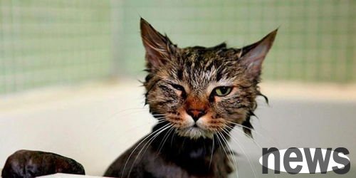 I heard that cats are afraid of water? Why are cats so afraid of water?