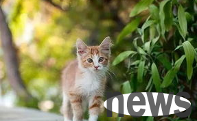 Why do cats urinate? How to solve it?