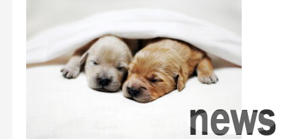 How to care for dogs in cold winter? What should I do if my dog ​​is cold in winter?