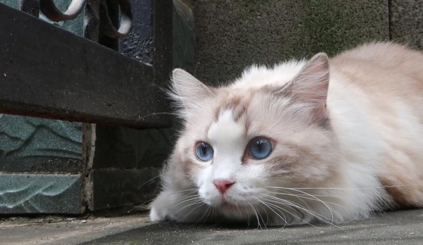 What is the behavior of cats enclosing? How to correct cats enclosing?