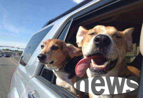 What should I do if my dog’s eyes are injured? Emergency treatment for dog eye injury