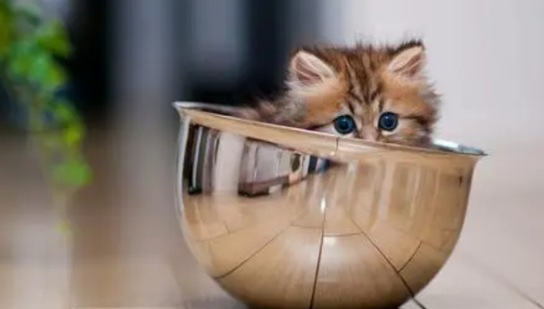 How to prevent cats from running away? A must-see for raising cats!