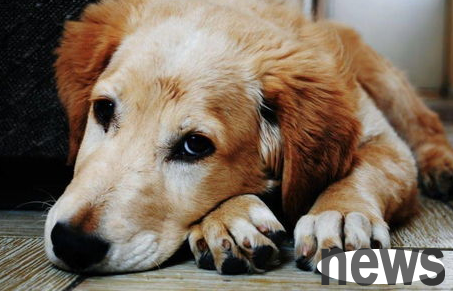 Foods allergic to dogs?