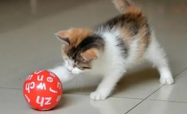 How to train cats to lie down, stand and roll?