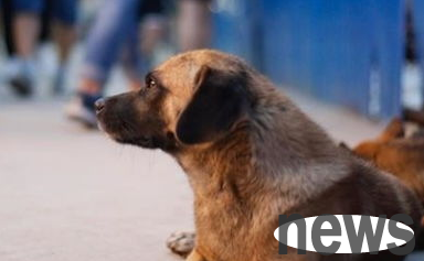 The surface temperature is close to 60℃, and doing this is simply a disaster for dogs!