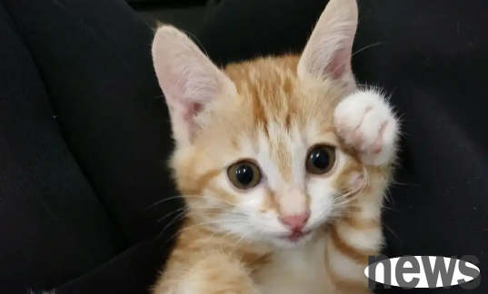 What are the symptoms of Addison s disease in a pet cat?
