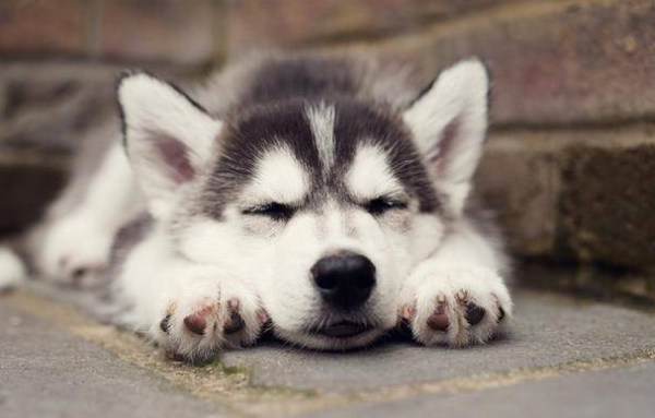 What is the stinky dog ​​poop? 4 reasons and suggestions for stinky dog ​​poop