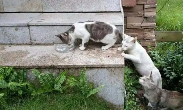 Why do cats eat garbage? 4 ways to change cats to eat trash