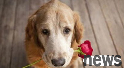 What are the knowledge about dog maintenance?
