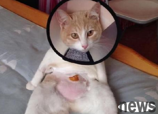 Do you know the best time for sterilization for male cats?