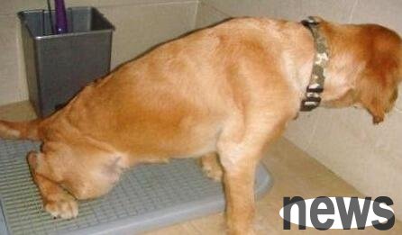 What to do if a dog suffers from a urinary tract infection?