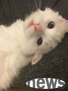 Causes and solutions for cats spitting hair balls