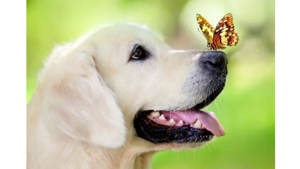 How do pet owners test their normal body temperatures of their dogs and cats?