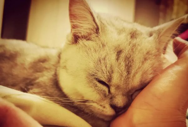 Why do cats get motion sickness? How should cats prevent motion sickness?