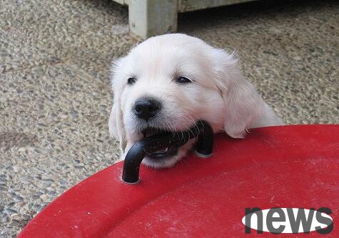 Dogs have bad breath, can you hold it?
