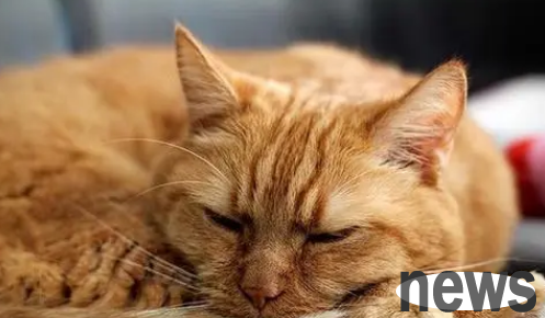 What are the symptoms of cats?
