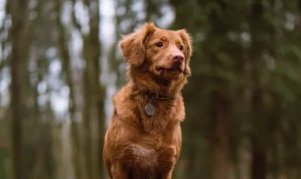 You must know if you keep a dog! What s the knowledge about canine distemper